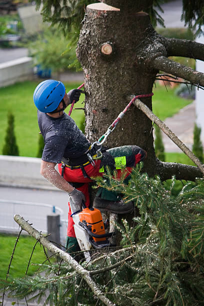 Best Tree and Shrub Care  in Blissfield, MI